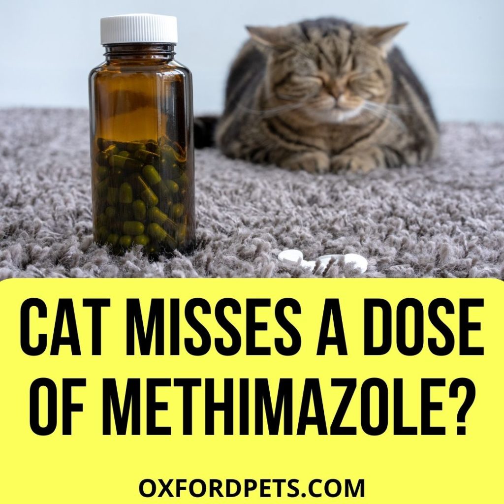 What If My Cat Misses A Dose Of Methimazole