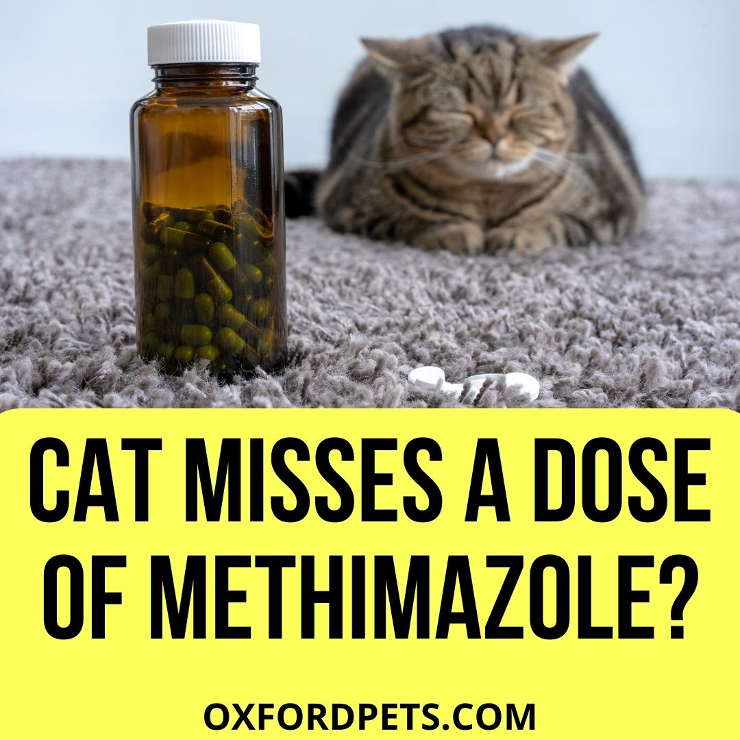 What If My Cat Misses A Dose Of Methimazole? [2022] Oxford Pets