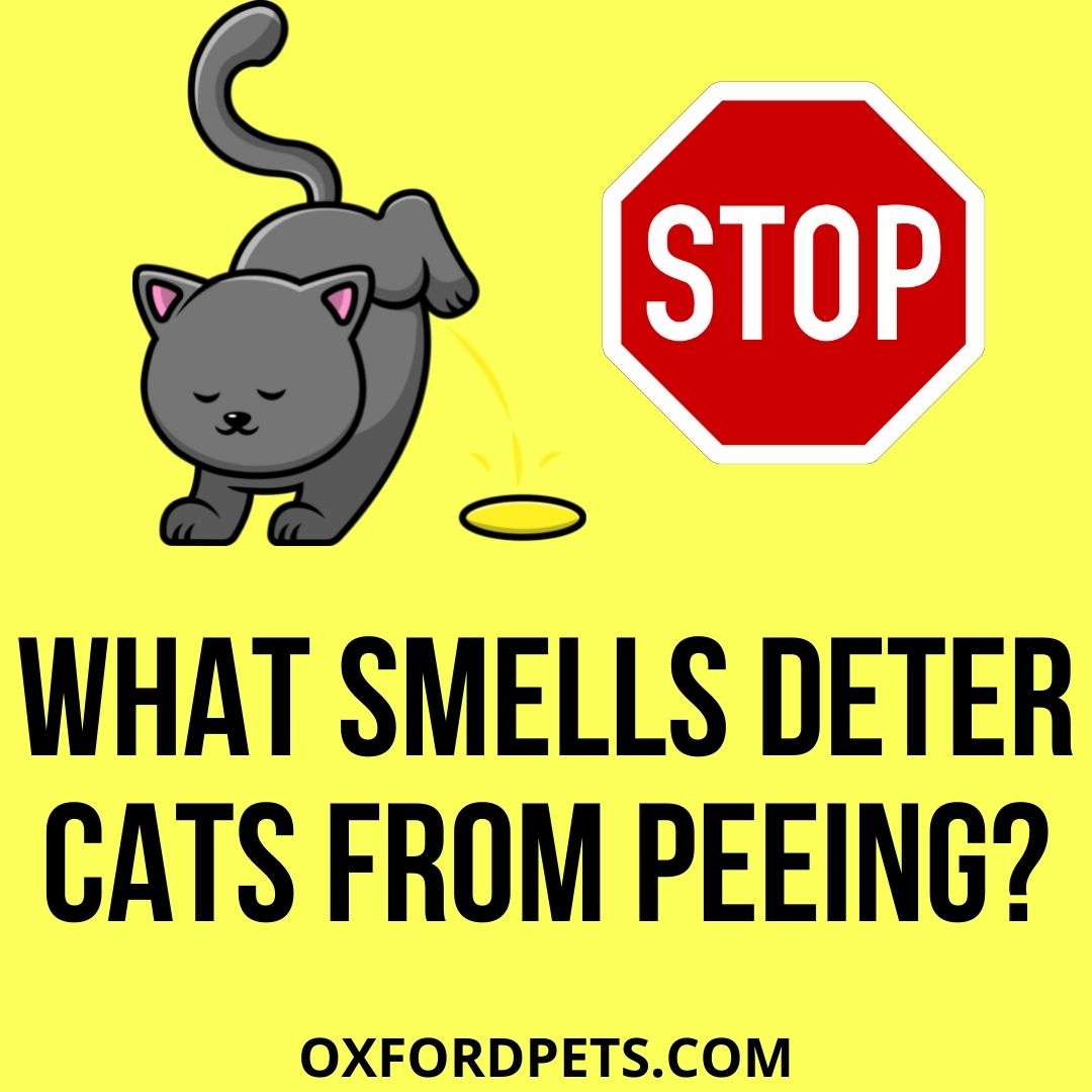 What Smells Deter Cats From Peeing?