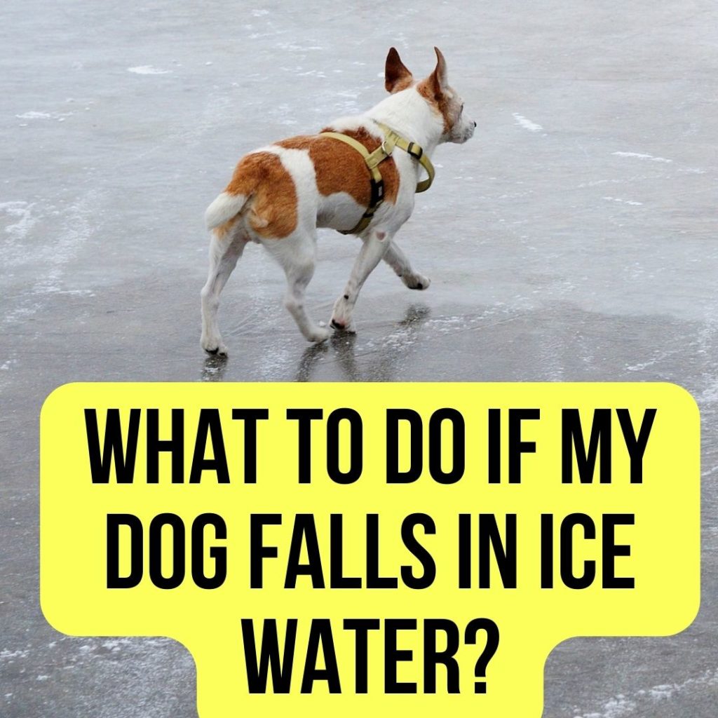 What to do if my dog falls in ice water