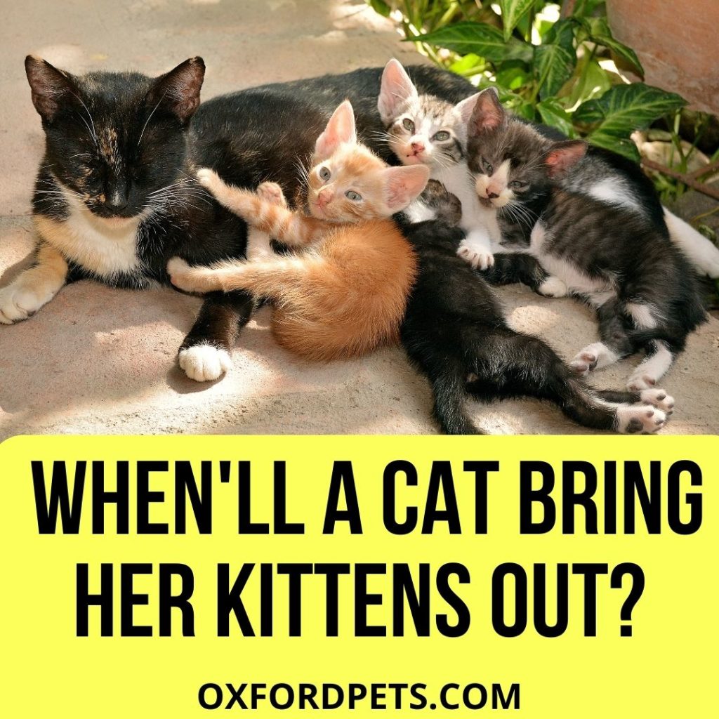 When Will a Mother Cat Bring Her Kittens Out