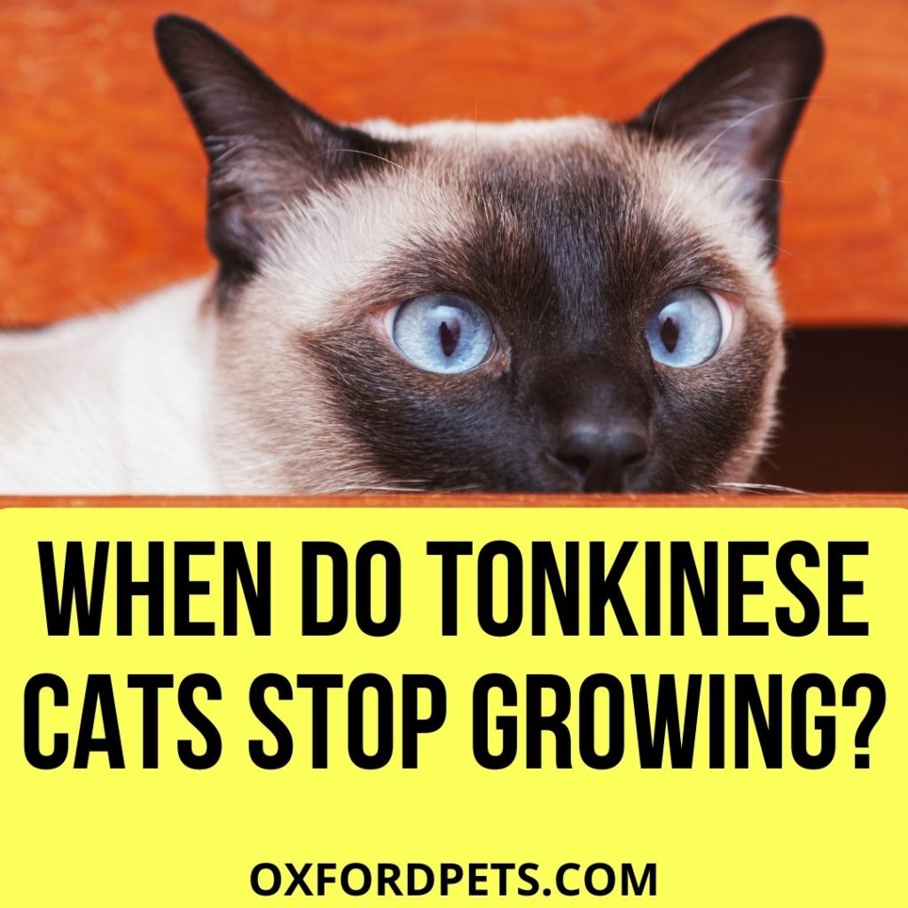 When do Tonkinese Cats Stop Growing?