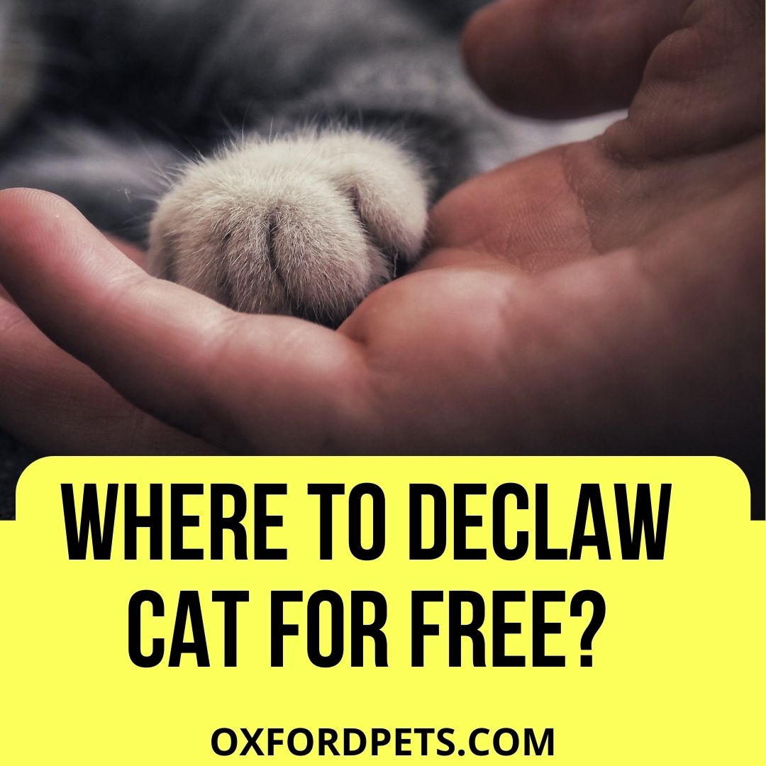 Where Can I Declaw My Cat For Free? (6 Possible Ways) - Oxford Pets