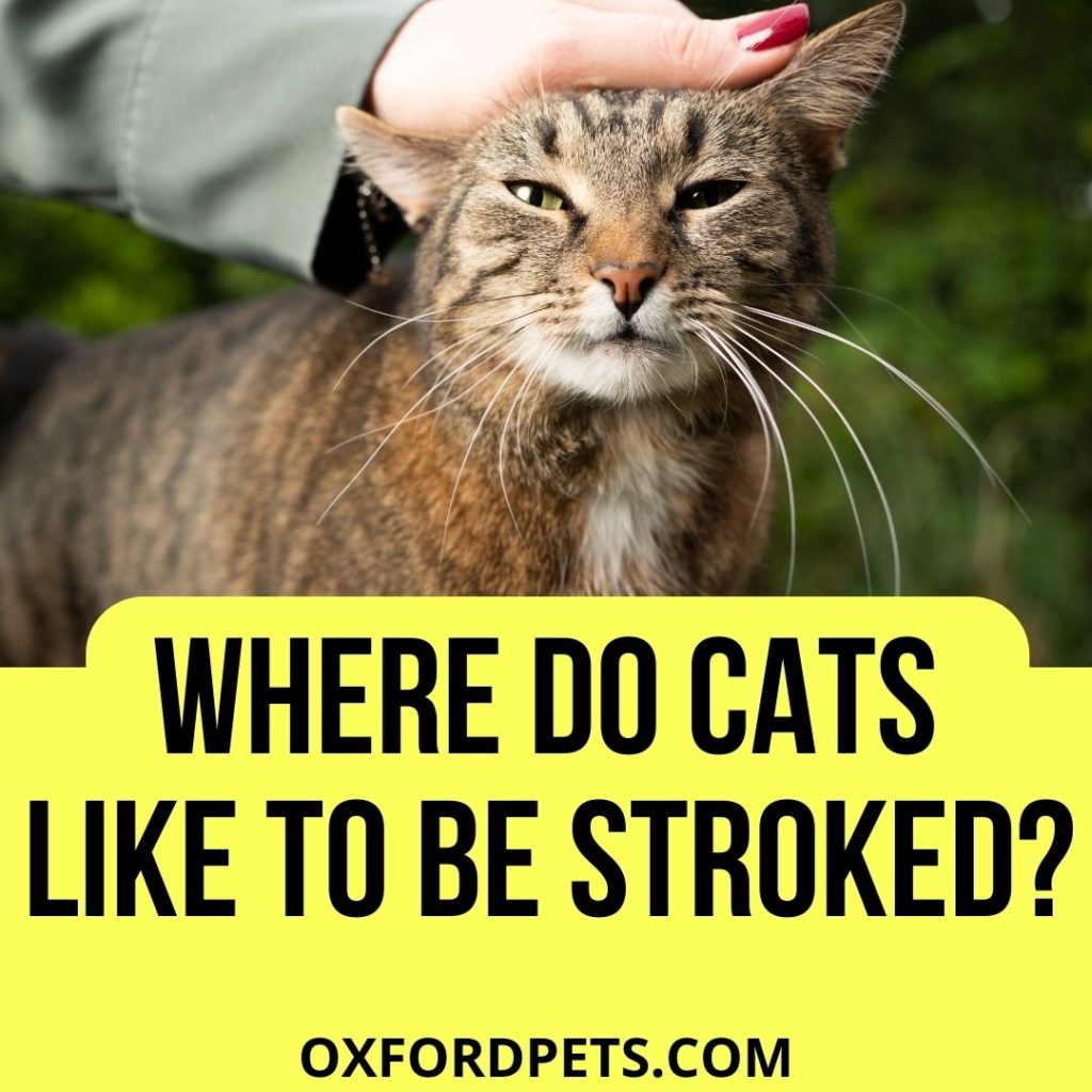 Where Do Cats Like To Be Stroked The Most