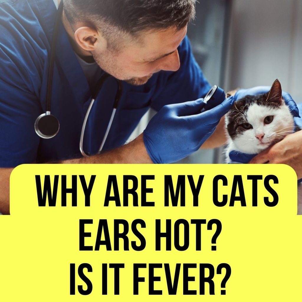 Why Are My Cats Ears Hot? (5 Causes & Symptoms) Oxford Pets