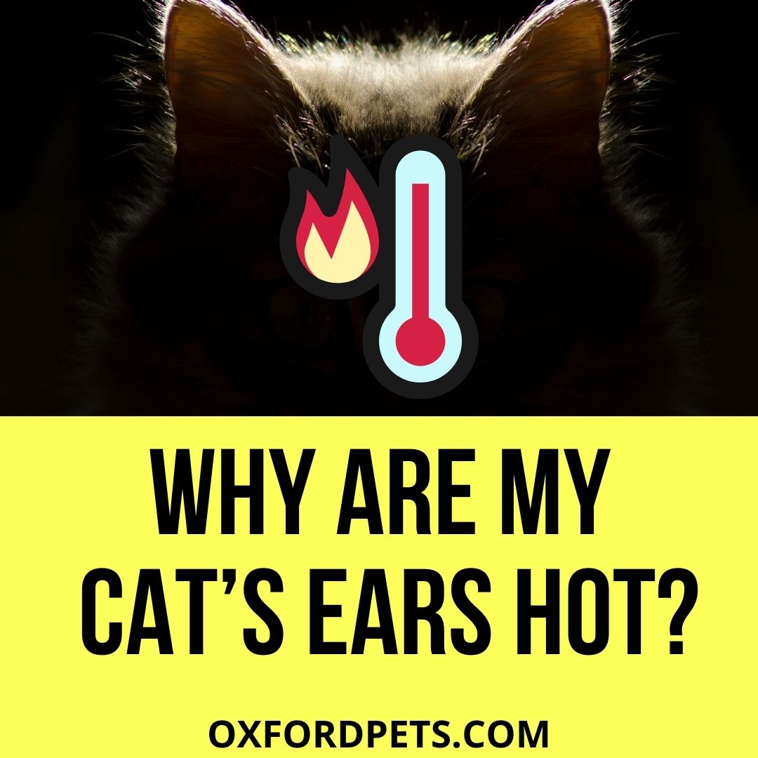 Why Are My Cats Ears Hot? (5 Causes & Symptoms) Oxford Pets