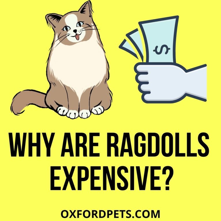 Why Are Ragdoll Cats So Expensive? (6 Valid Reasons ) Oxford Pets