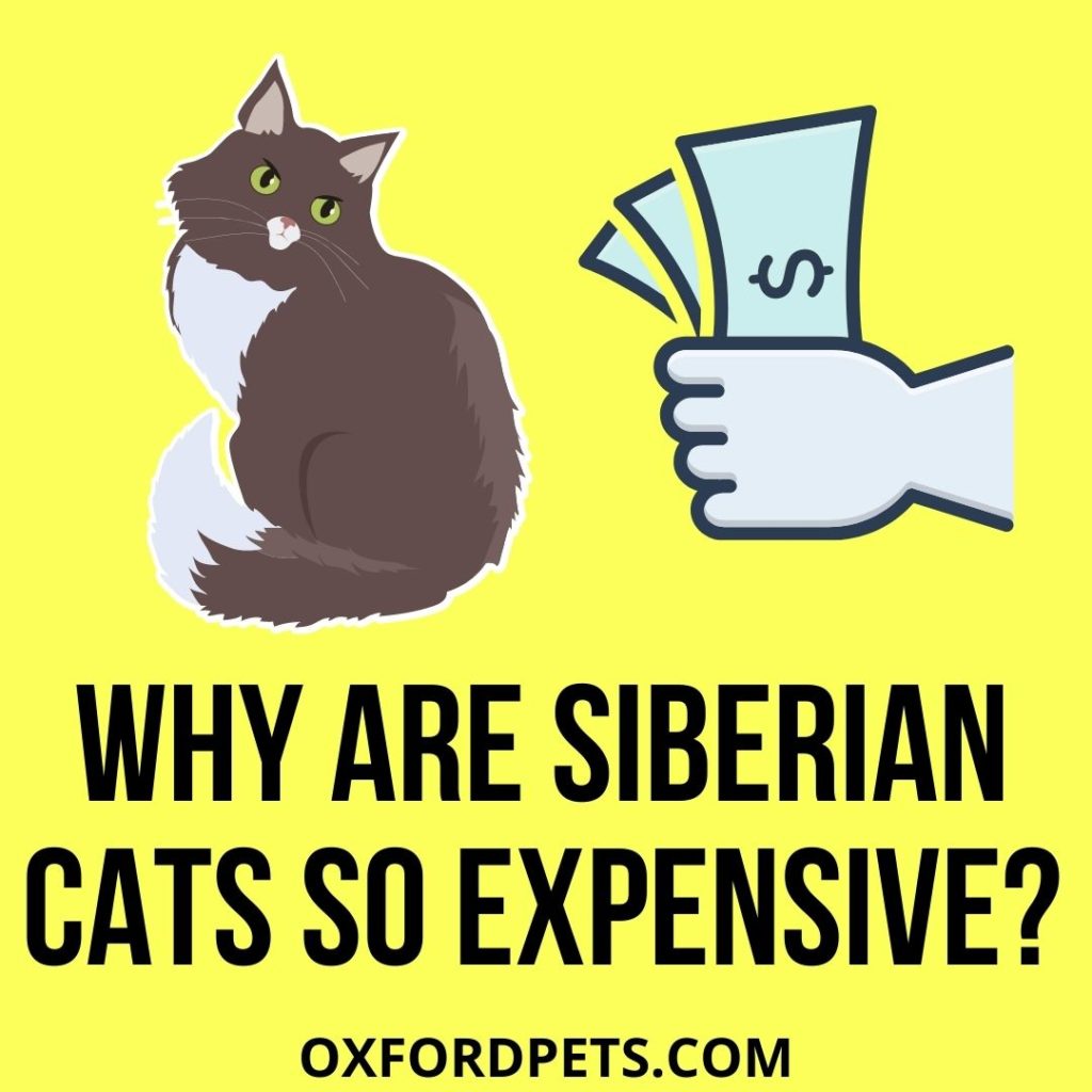 Why Are Siberian Cats So Expensive