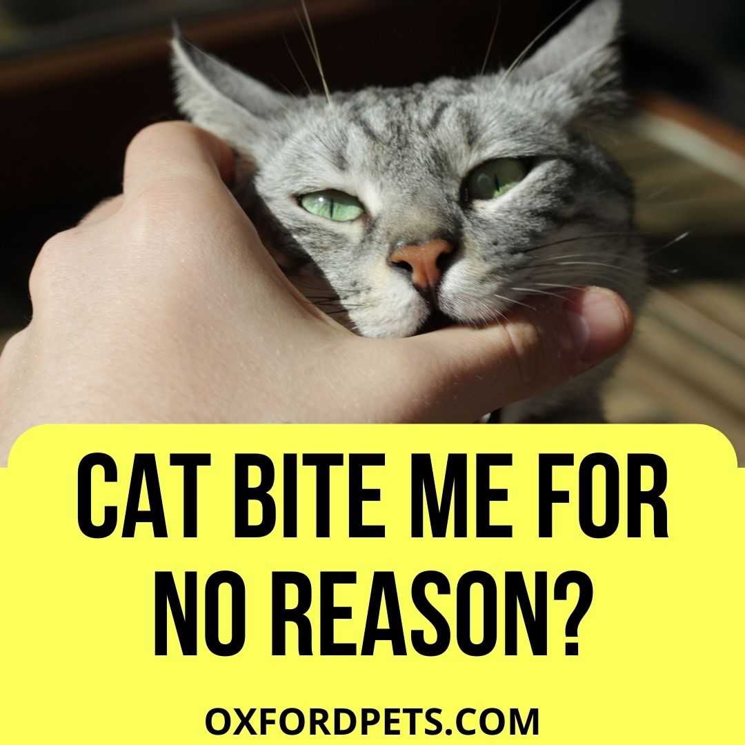 Why Did My Cat Bite Me for No Reason? (5 Top Reasons) - Oxford Pets