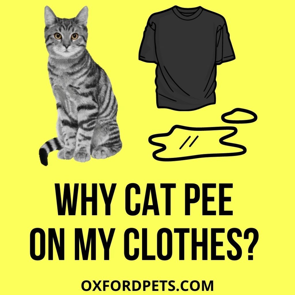 Why Did My Cat Pee on My Clothes