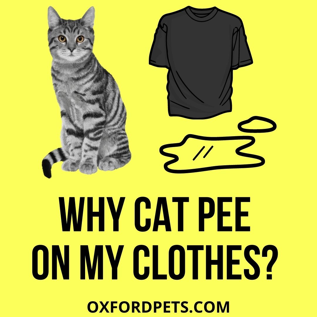 Why Did My Cat Pee on My Clothes? (6 Reasons, 6 Tips) Oxford Pets