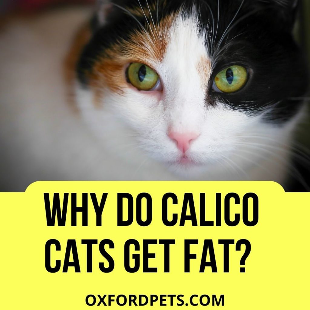 Why Do Calico Cats Get Fat?