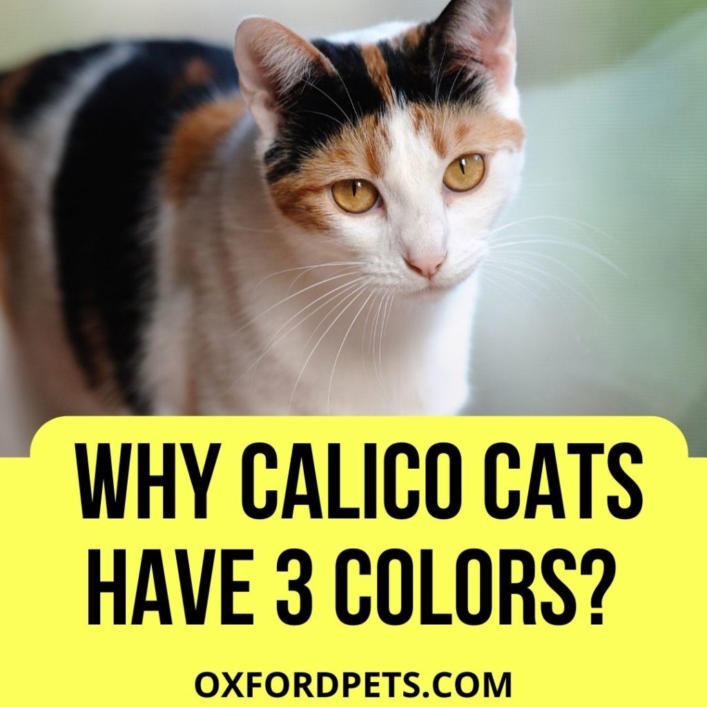 Why Do Calico Cats Have Three Colors
