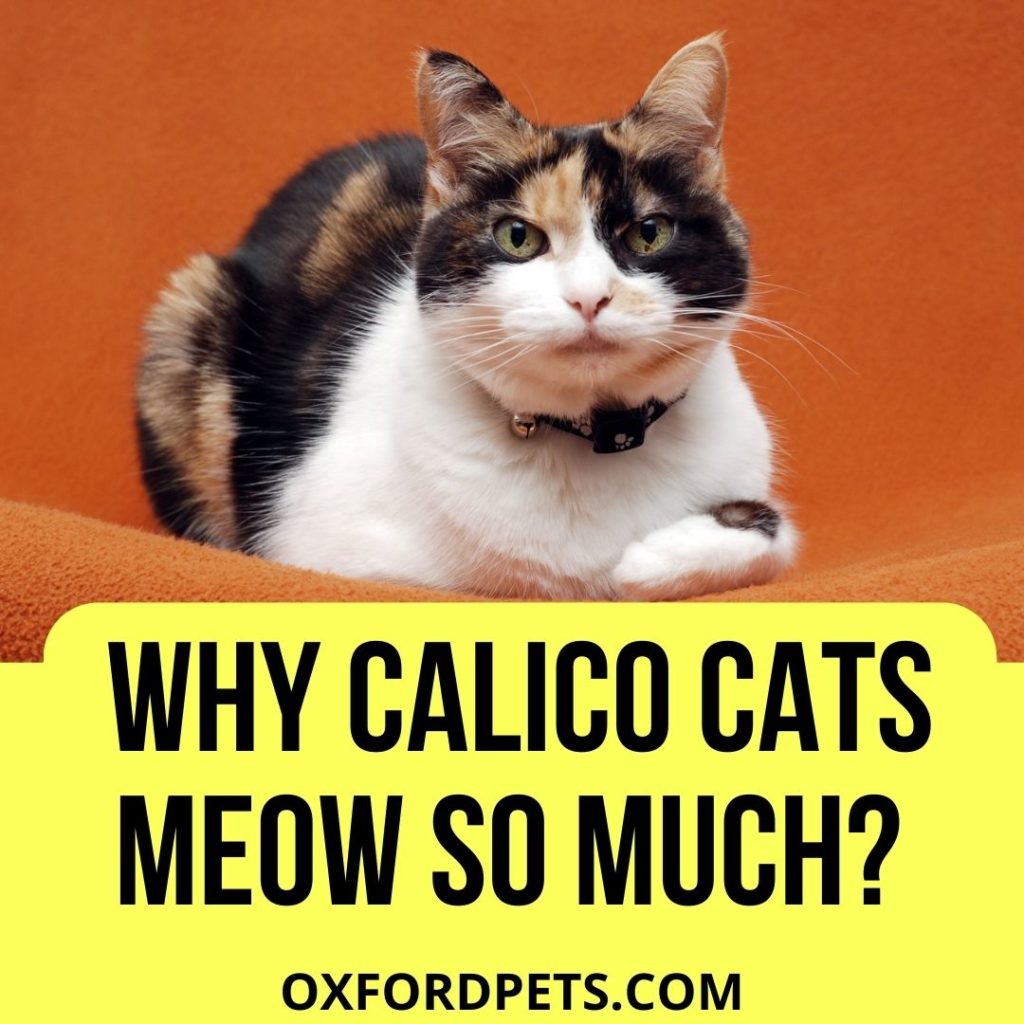 Why Do Calico Cats Meow So Much