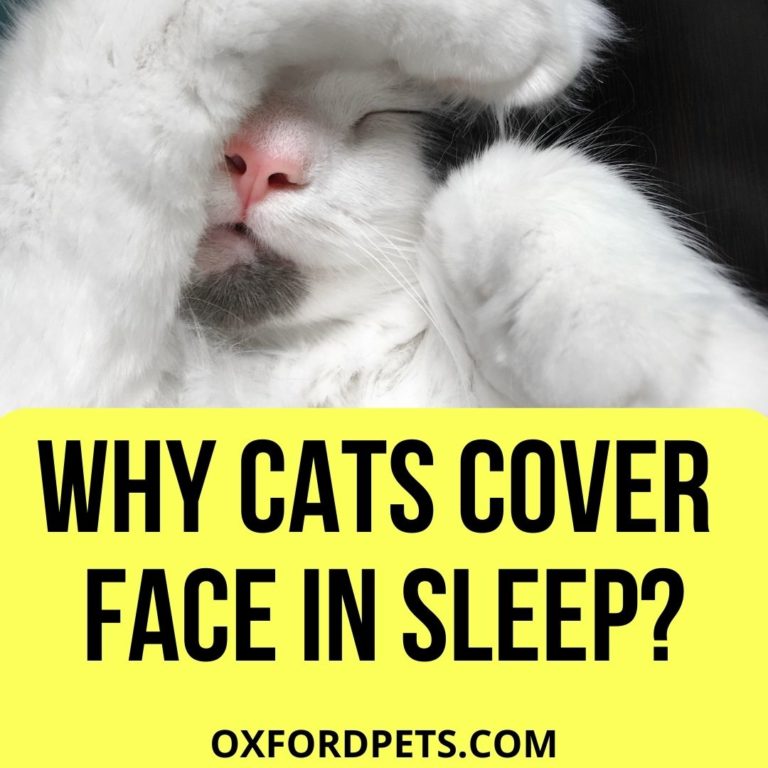 Why Do Cats Cover Their Face When They Sleep? (6 Reasons) Oxford Pets