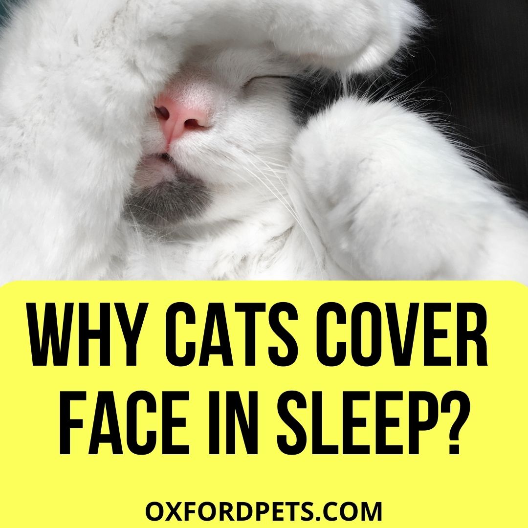 Why Do Cats Cover Their Face When They Sleep