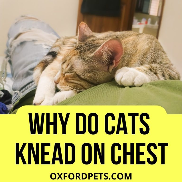 Why Do Cats Knead On Your Chest? (7 Valid Reasons) Oxford Pets
