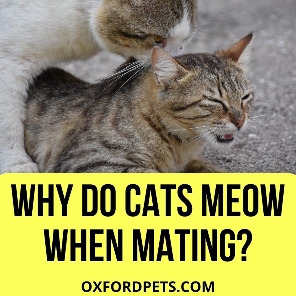Why Do Cats Meow When Mating