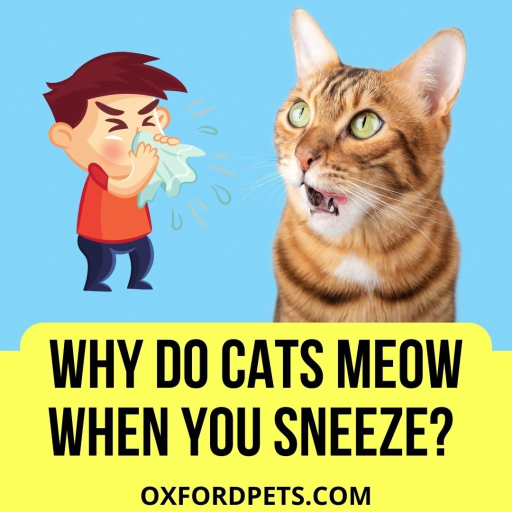 Why Do Cats Meow When You Sneeze