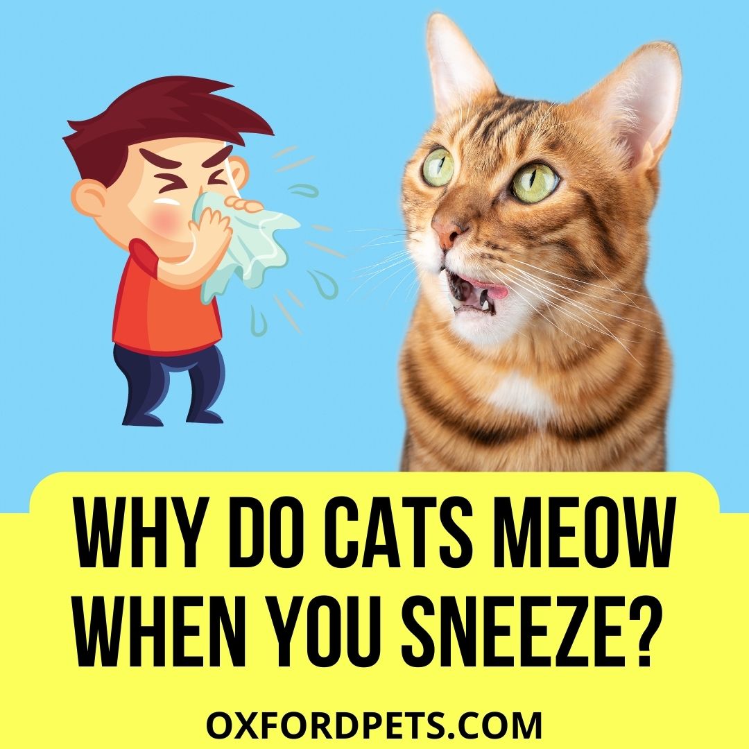 Why Do Cats Meow When You Sneeze