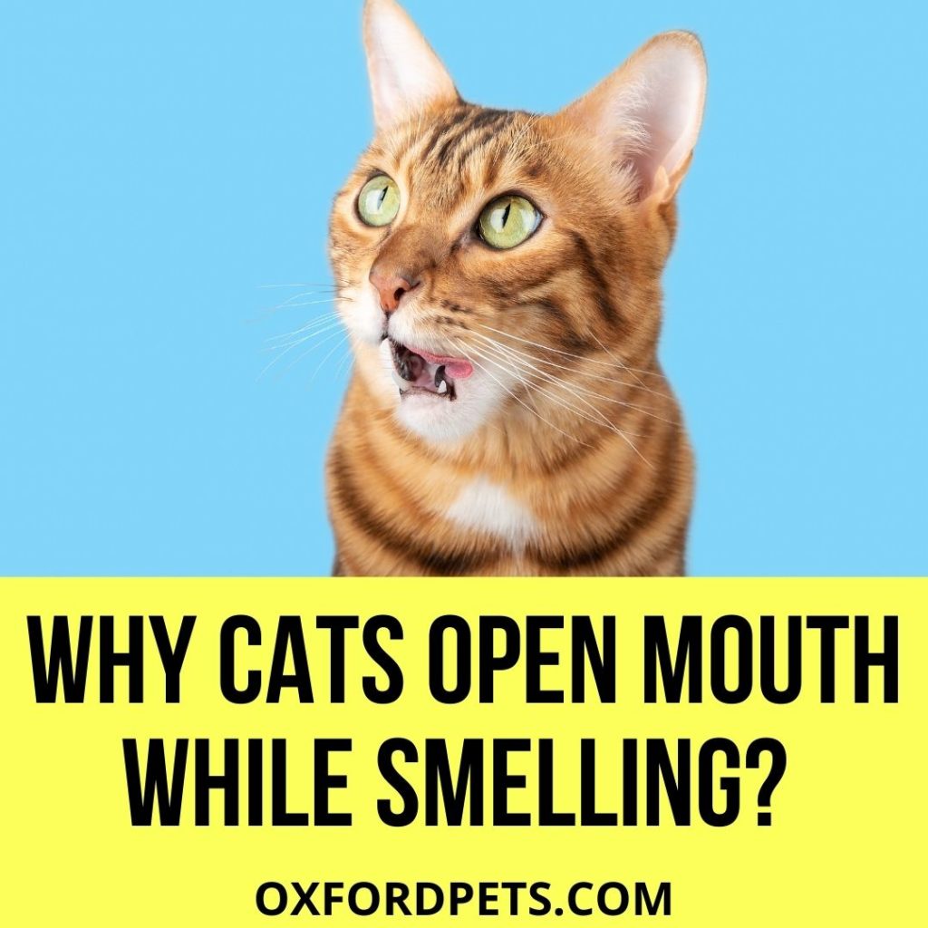 Why Do Cats Open Their Mouth When They Smell