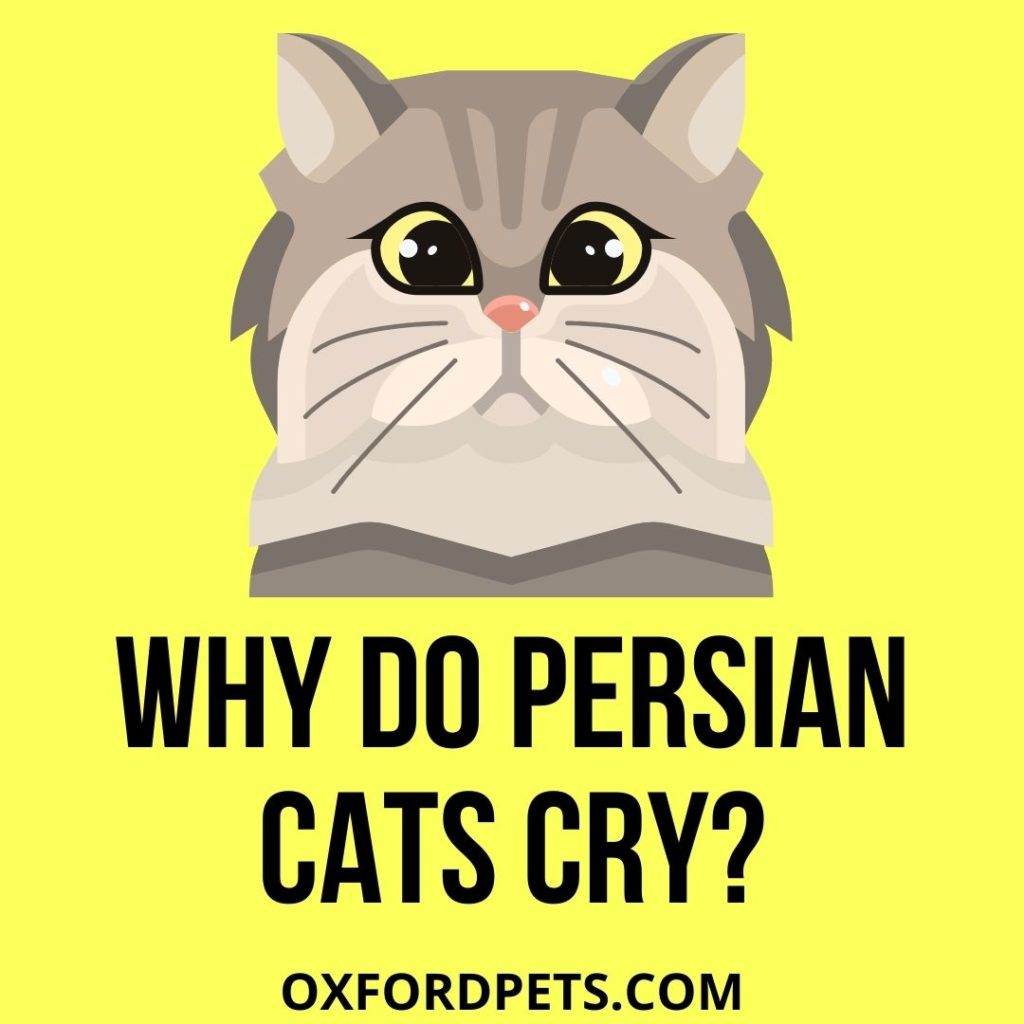 Why Do Persian Cats Cry? (8 Reasons Why)