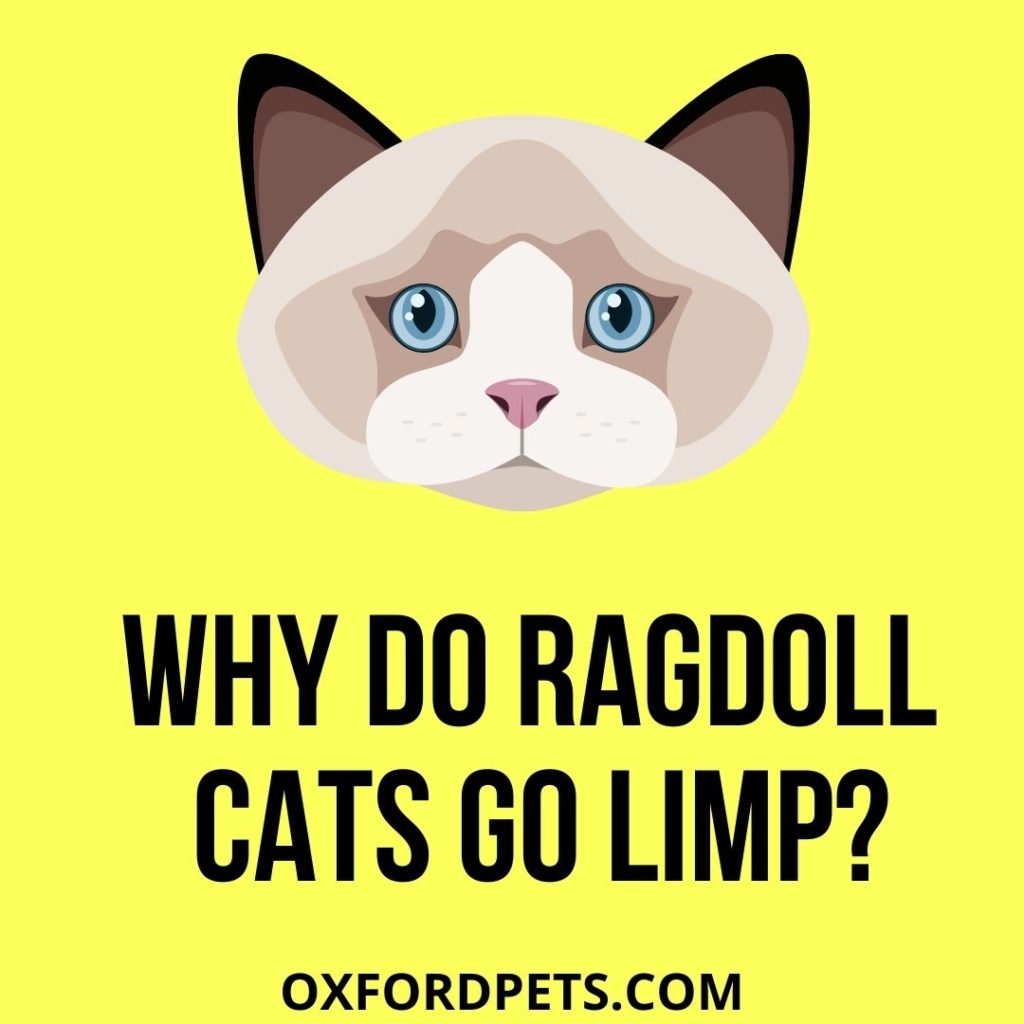 Why Do Ragdoll Cats Go Limp?