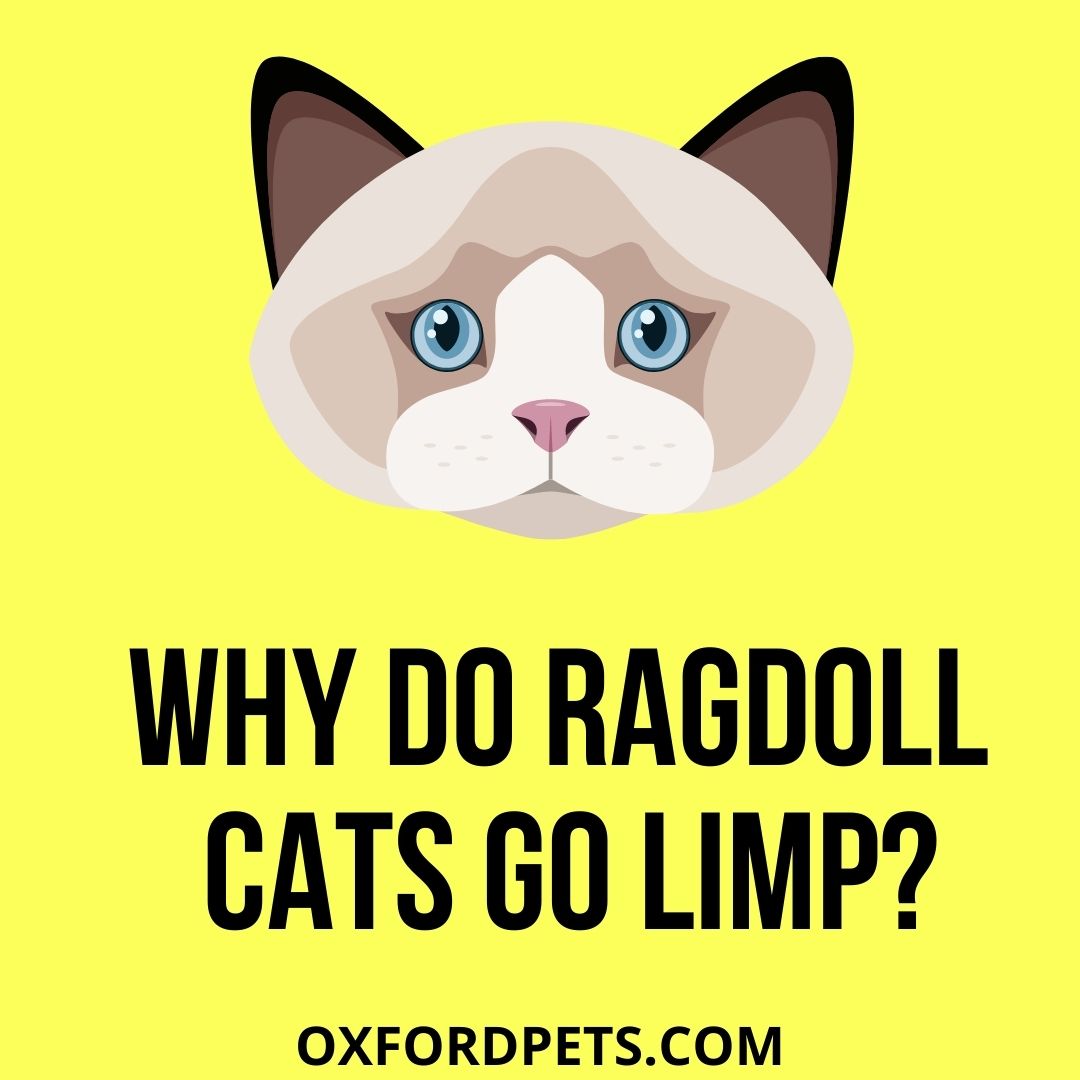 Why Do Ragdoll Cats Go Limp? (4 Reasons Why)