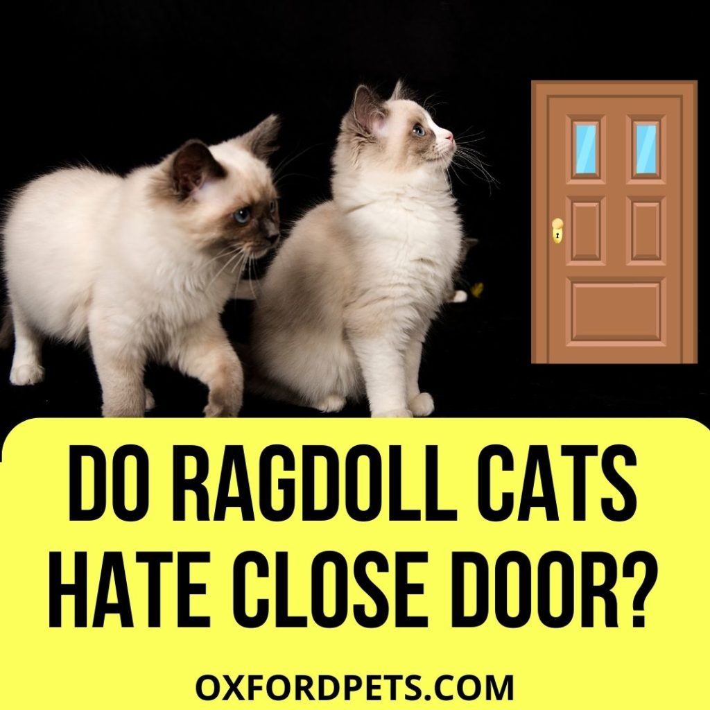 Why Do Ragdoll Cats Hate Closed Doors