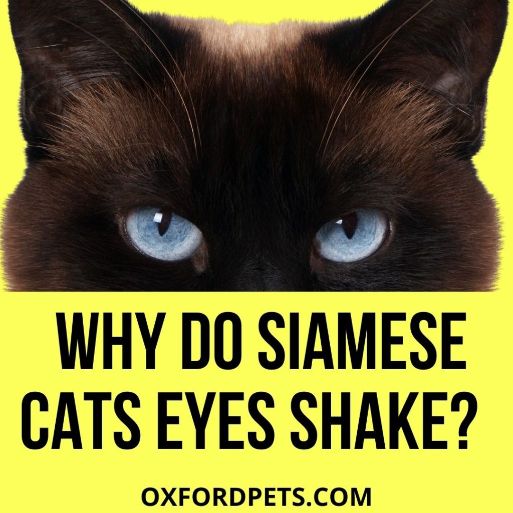 Why Do Siamese Cats Eyes Shake?