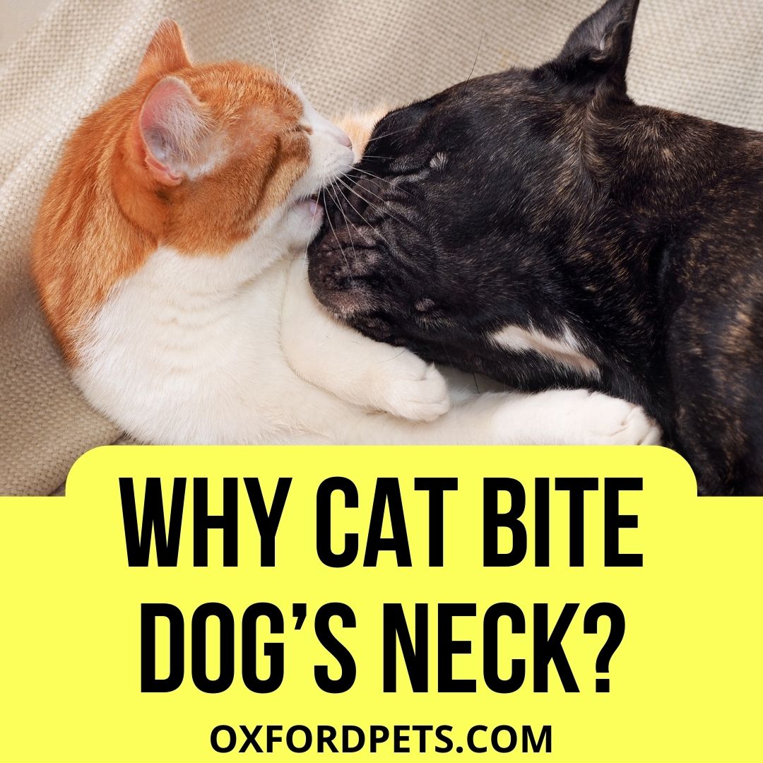 Why Does My Cat Bite My Dog’s Neck?