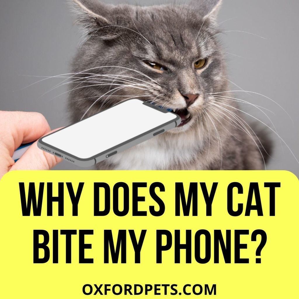 Why Does My Cat Bite My Phone