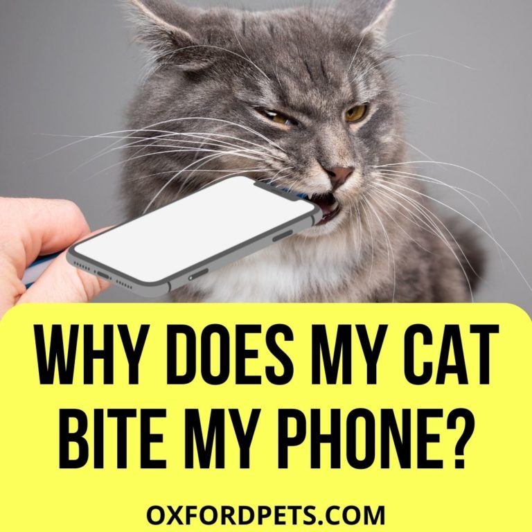 Why Does My Cat Bite My Phone? (8 Reasons Explained) Oxford Pets