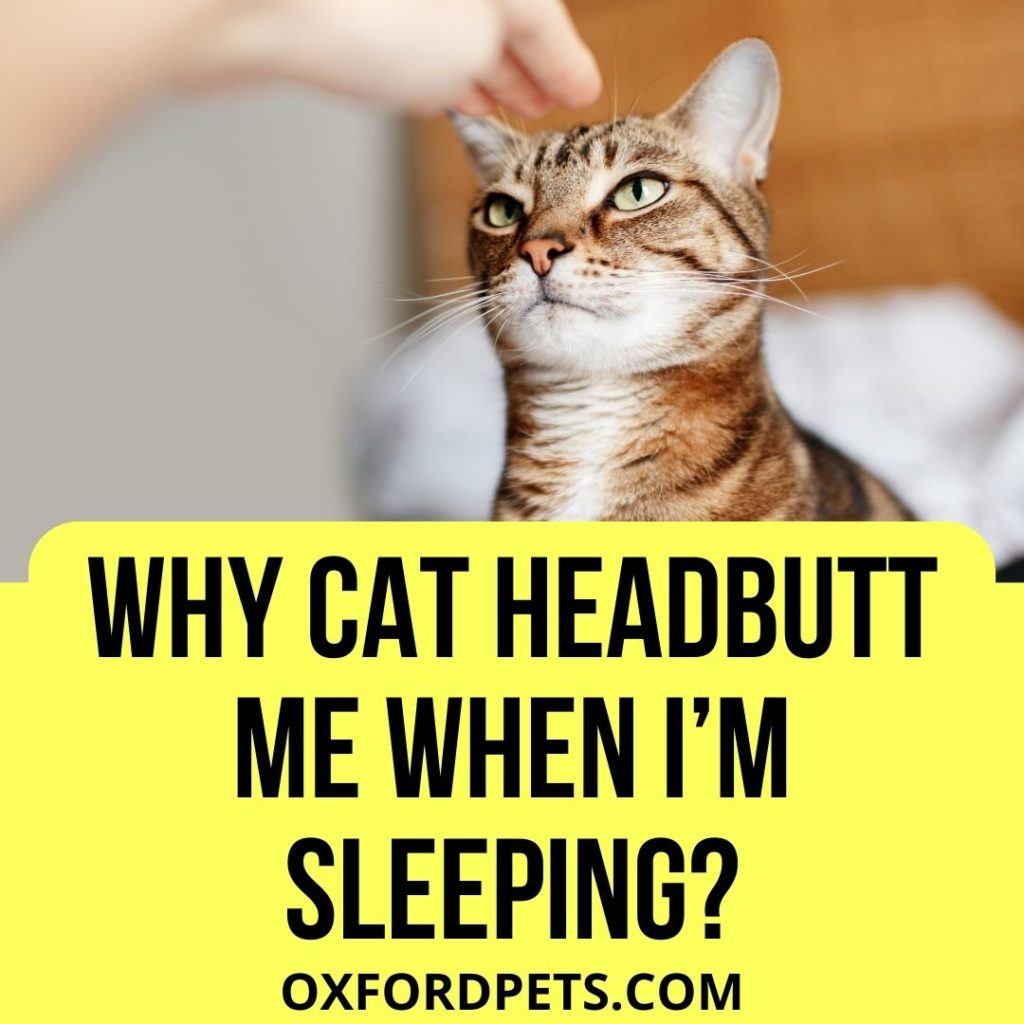 why-does-my-cat-knock-everything-over-cats-cat-facts-cat-sleeping