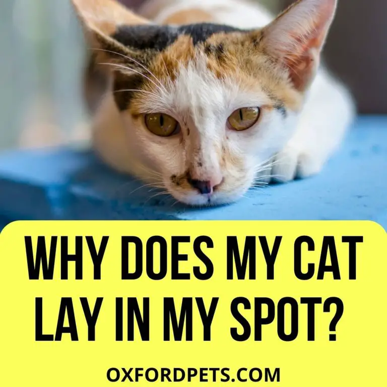 Why Does My Cat Lay In My Spot? (12 Solid Reasons) - Oxford Pets