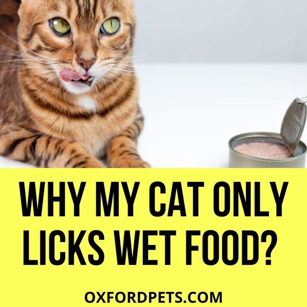 Why Does My Cat Only Lick Wet Food