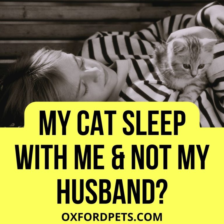 Why Does My Cat Sleep with Me and Not My Husband? (5 Ways To Change