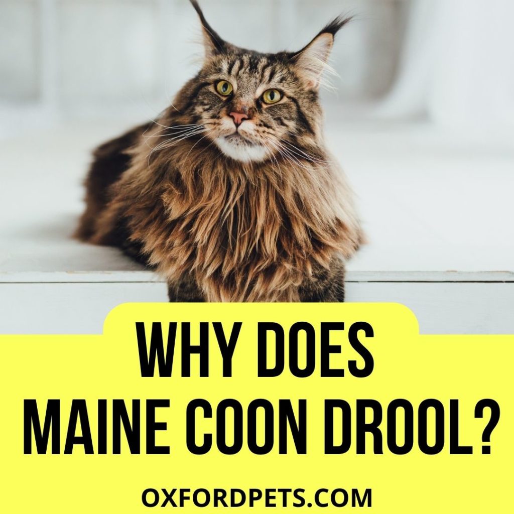 Why Does My Maine Coon Drool?
