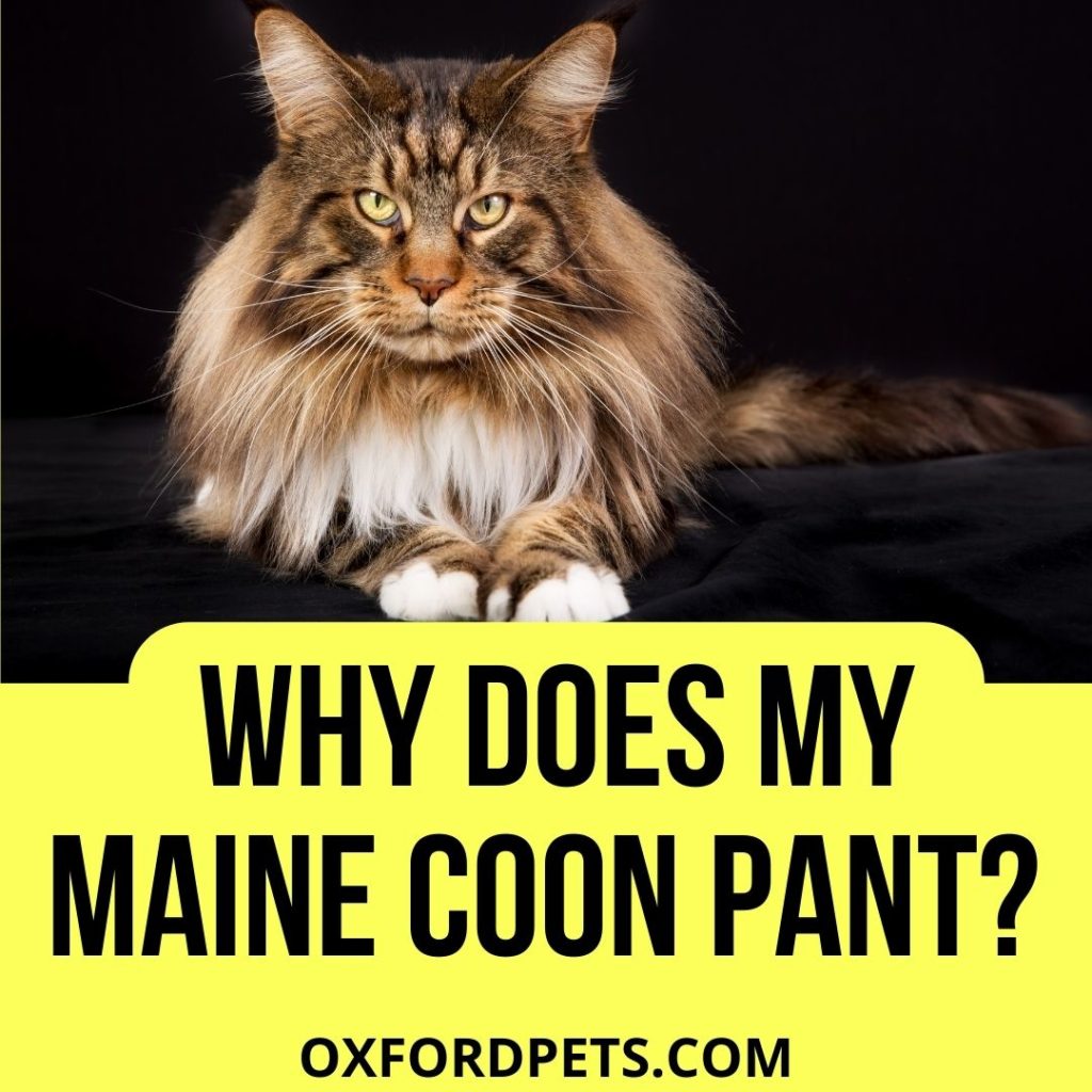 Why Does My Maine Coon Pant