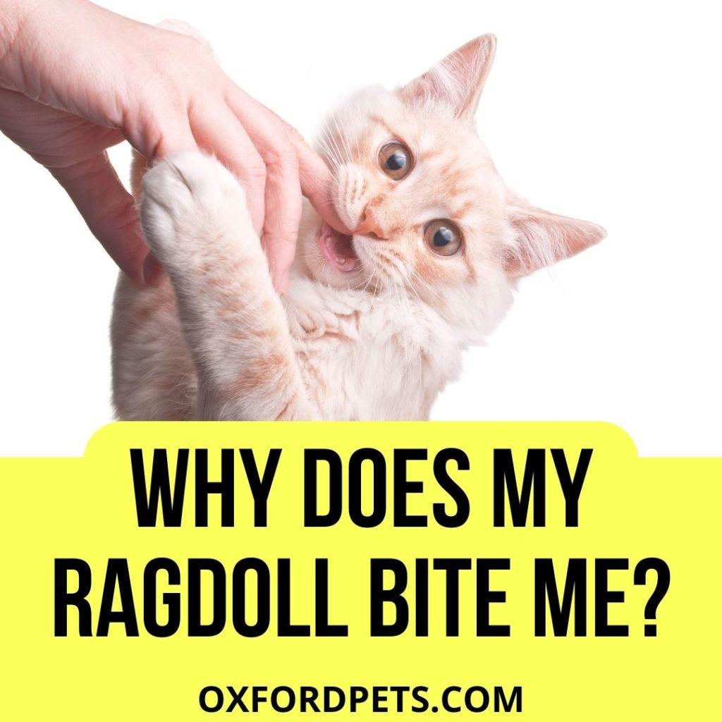 Why Does My Ragdoll Bite Me