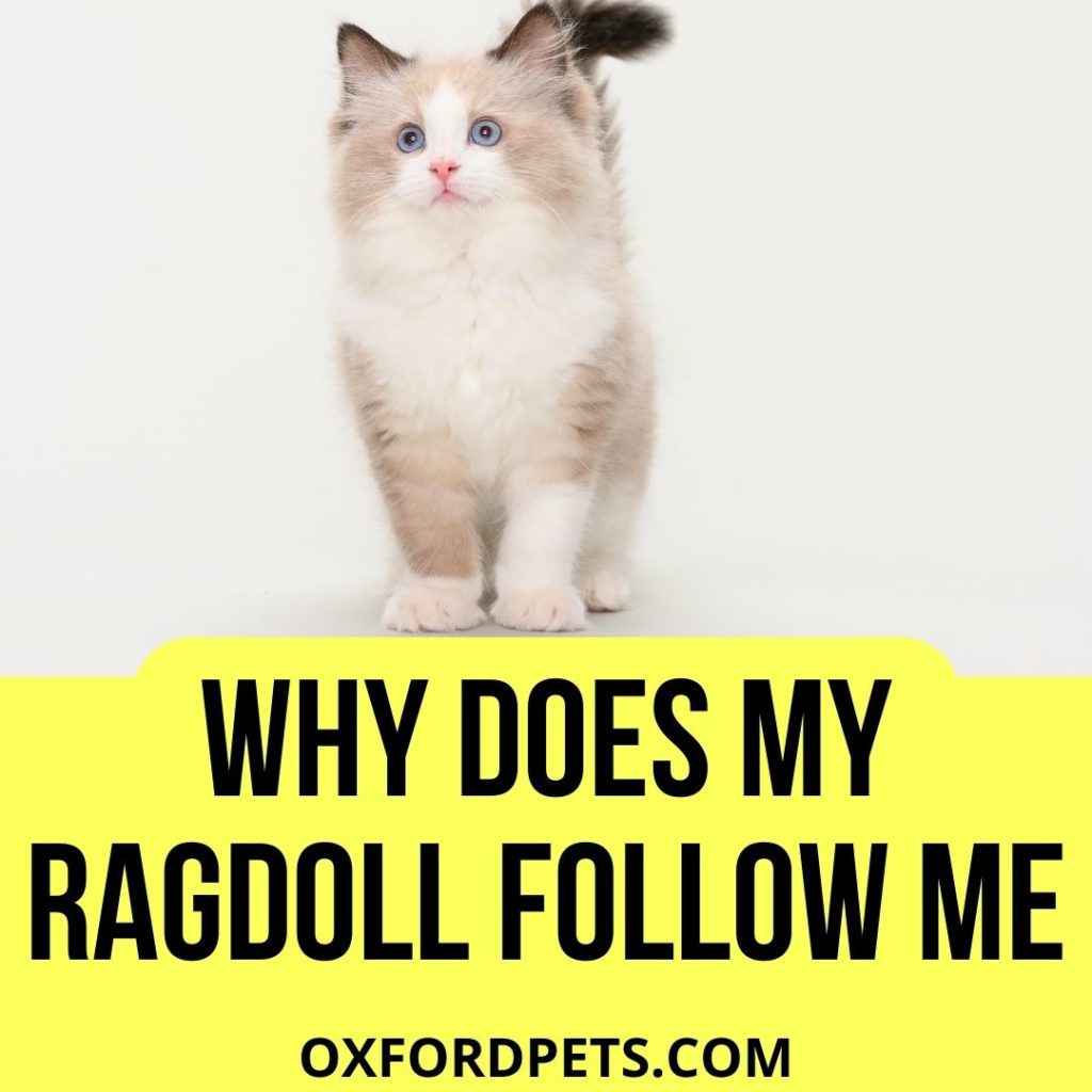 Why Does My Ragdoll Follow Me Everywhere