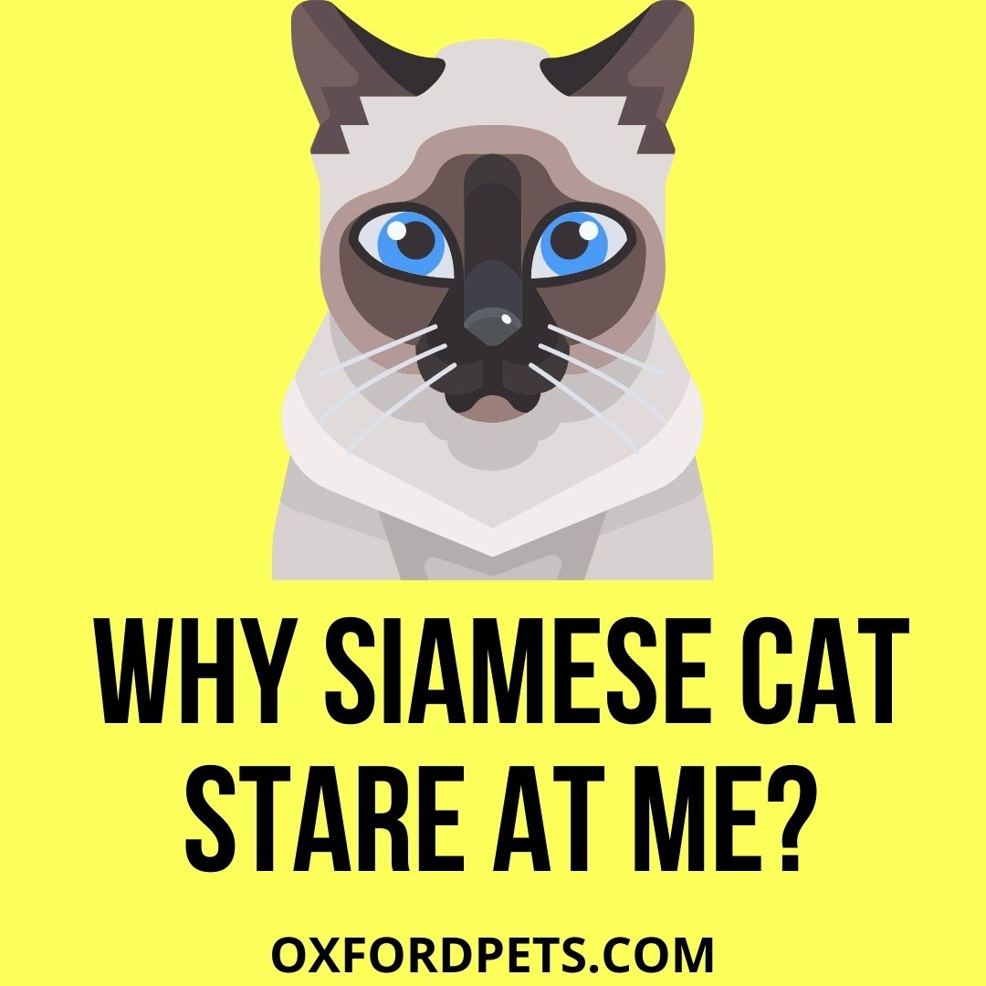 Why Does My Siamese Cat Stare at Me