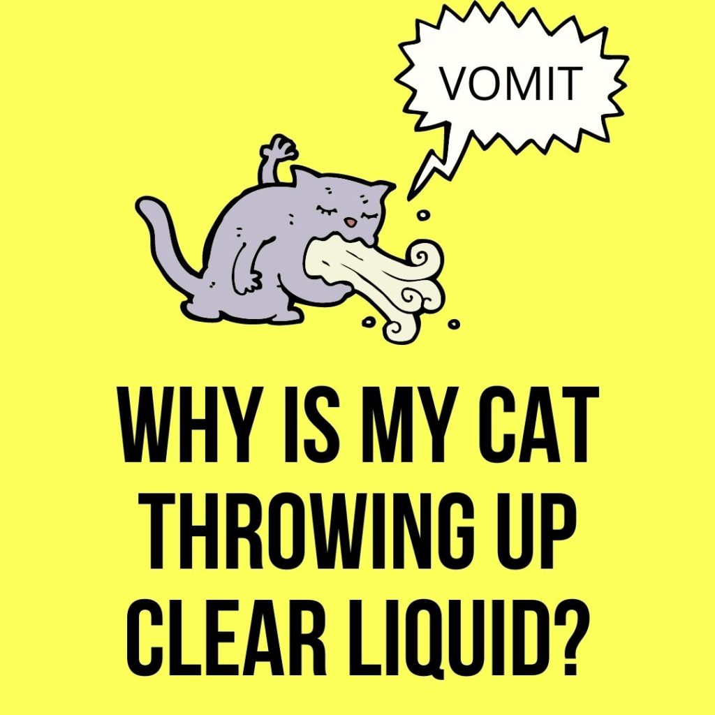 Why Is My Cat Throwing Up Clear Liquid