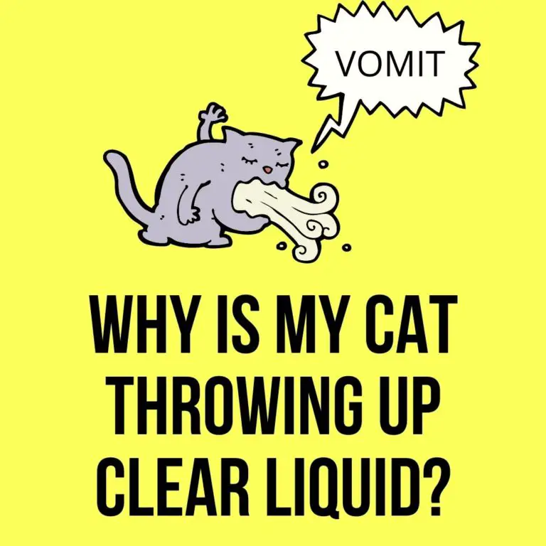 Why Is My Cat Throwing Up Clear Liquid 10 Valid Reasons Oxford Pets