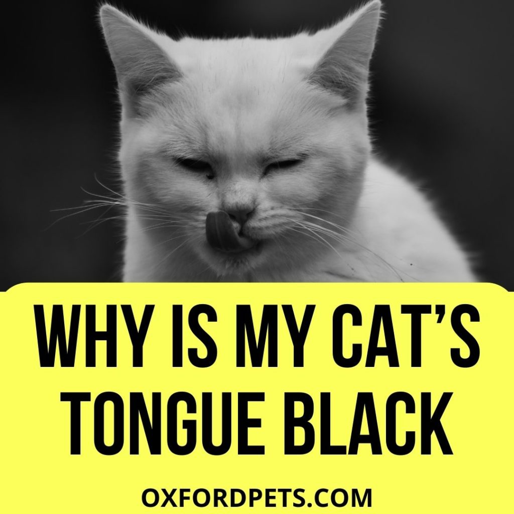 Why Is My Cat Tongue Black?
