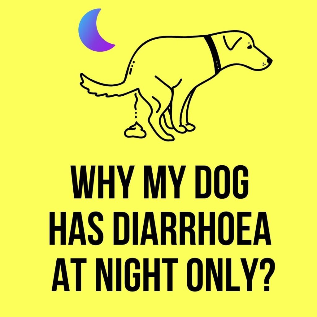 Why My Dog Has Diarrhoea at Night Only