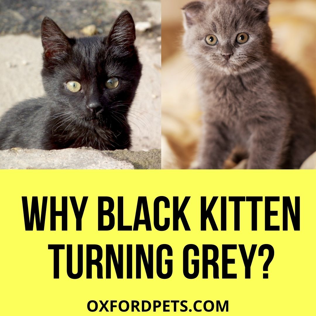 Why is My Black Kitten Turning Grey? [3 Valid Reasons] Oxford Pets