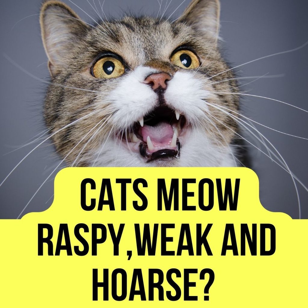 Why my cats meow is raspy,weak and Hoarse