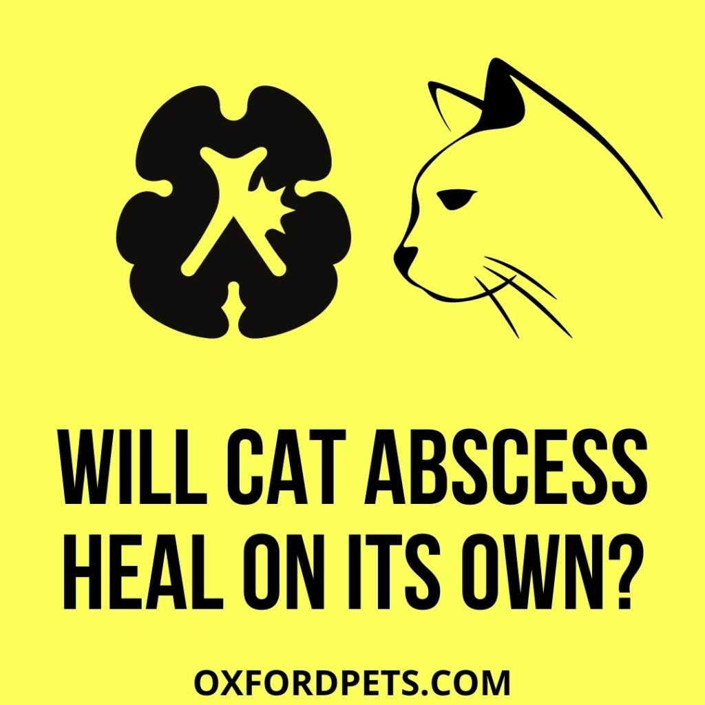 Will Cat Abscess Heal on its Own?