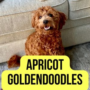 Apricot Goldendoodles